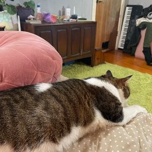 Meet your Posher, Katie